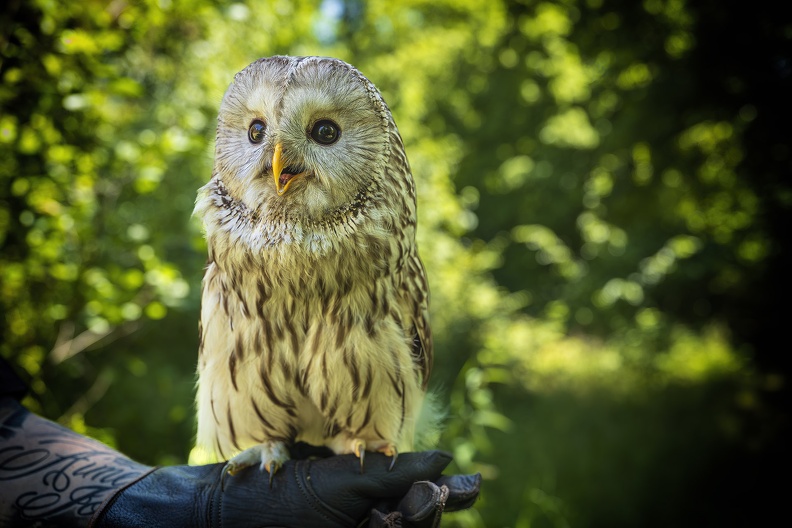 2025_06_Dresden_Wildbirdstories_Bild23_web.jpg