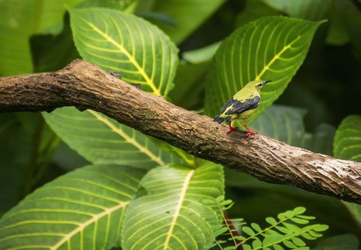 2025 Costa Rica La Fortuna Danaus Türkisnaschvogel Rotfußhonigsauger Bild02 web