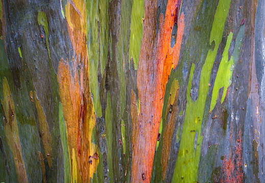 2025 Costa Rica La Fortuna Regenbogen-Eukalyptus Bild01 web