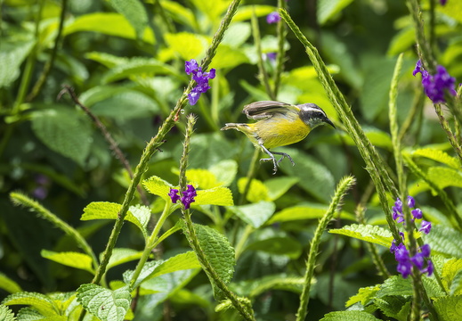 2025 Costa Rica La Fortuna Zuckervogel Bild01 web
