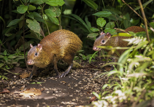 2025 Costa Rica Monteverde Cloud Forest Reserve Aguti Bild01 web