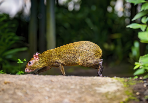 2025 Costa Rica Monteverde Cloud Forest Reserve Aguti Bild02 web