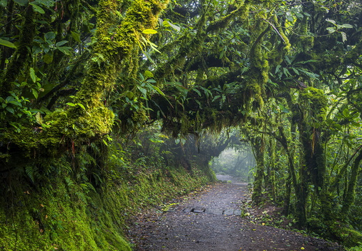 2025 Costa Rica Monteverde Cloud Forest Reserve Bild02 web