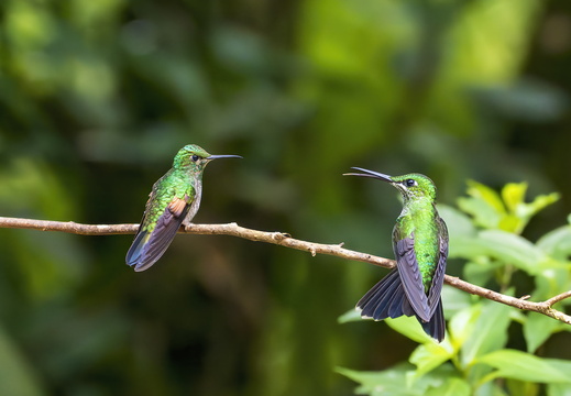 2025 Costa Rica Monteverde Cloud Forest Reserve Bronzekappenkolibri Bild03 web