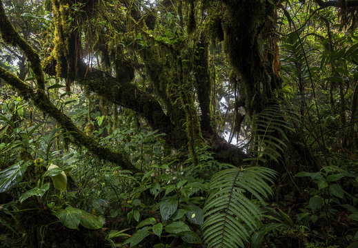 2025 Costa Rica Monteverde Cloud Forest Reserve Bild03 web