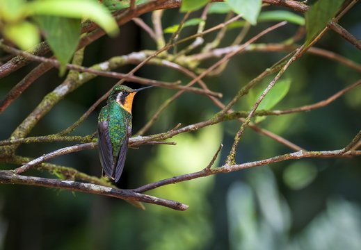 2025 Costa Rica Monteverde Cloud Forest Reserve Purpurkehlnymphe Bild01 web
