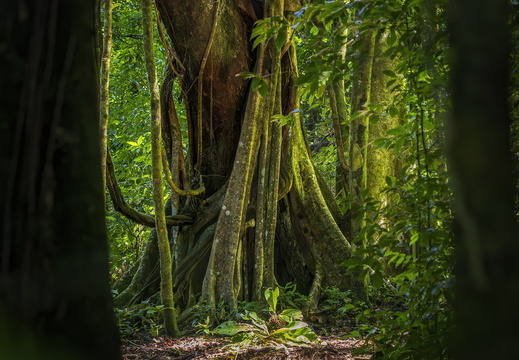 2025 Costa Rica Monteverde Curi-Cancha-Reserve Tetrameles Bild10 web