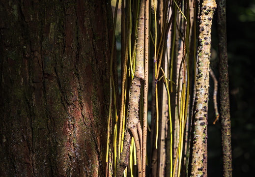 2025 Costa Rica Monteverde Curi-Cancha-Reserve Lianen Bild11 web