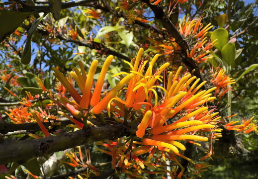 2025 Costa Rica Monteverde Curi-Cancha-Reserve Chilenischer Feuerbusch Bild02 web