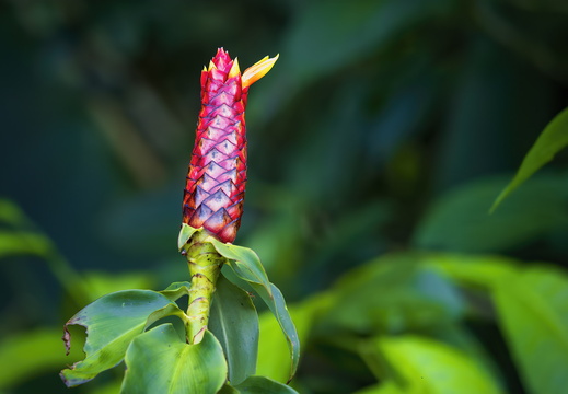 2025 Costa Rica Monteverde Curi-Cancha-Reserve Roter Knopfingwer Bild01 web