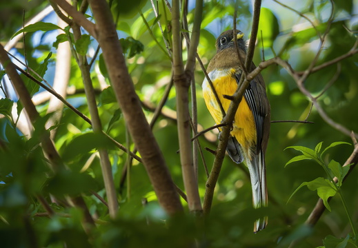 2025 Costa Rica Monteverde Curi-Cancha-Reserve Jungferntrogon Bild02 web