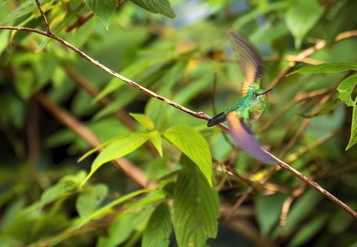 2025 Costa Rica Monteverde Cloud Forest Reserve Streifenschwanzkolibri Bild02 web