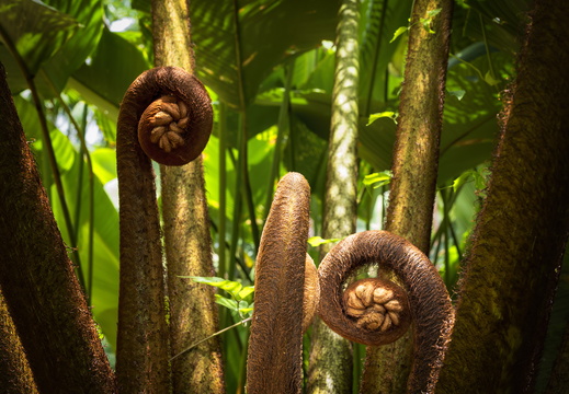 2025 Costa Rica Carara Mascaw Lodge Pinseltopfbaum Bild01 web