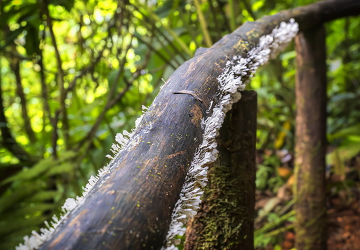 2025 Costa Rica Carara Mascaw Lodge Baumpilz Bild02 web