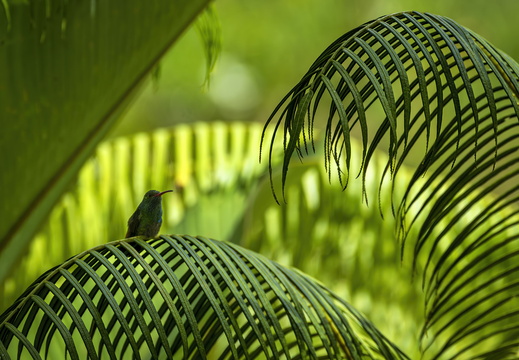 2025 Costa Rica Carara Mascaw Lodge Braunschwanzamazilie Bild01 web