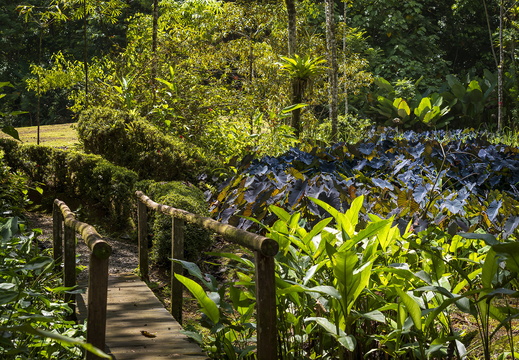2025 Costa Rica Carara Mascaw Lodge Blattwurz (Elefantenohr) Bild01 web