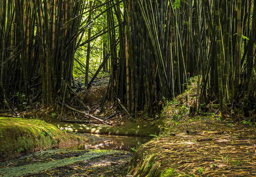 2025 Costa Rica Carara Mascaw Lodge Gewöhnlicher Bambus Bild01 web
