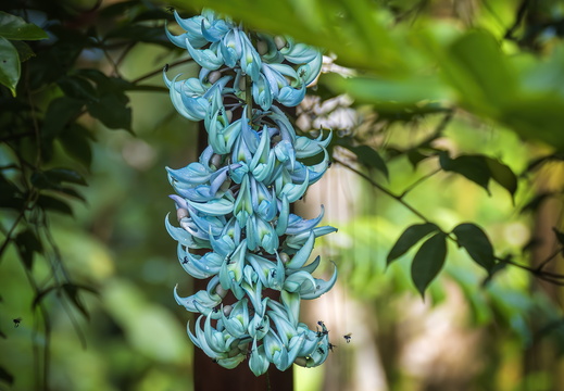2025 Costa Rica Carara Mascaw Lodge Jadewein Bild02 web