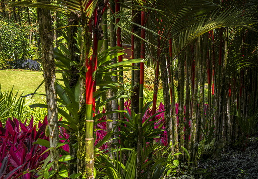 2025 Costa Rica Carara Mascaw Lodge Keulenlilie und Rotstiel-Palme Bild01 web