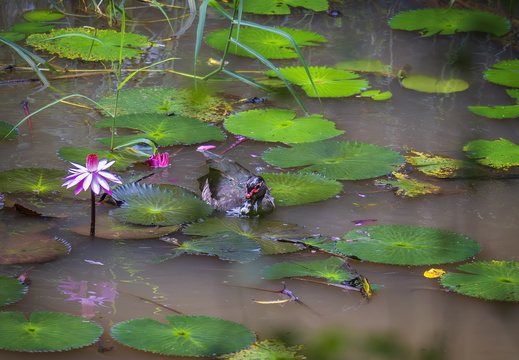 2025 Costa Rica Carara Mascaw Lodge Moschusente Bild01 web