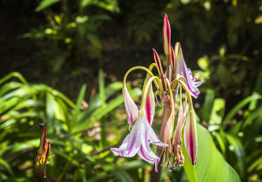 2025 Costa Rica Carara Mascaw Lodge Rosa Hakenlilie Bild01 web