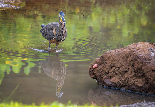 2025 Costa Rica Carara Mascaw Lodge Schlangenhalsvogel Bild03 web