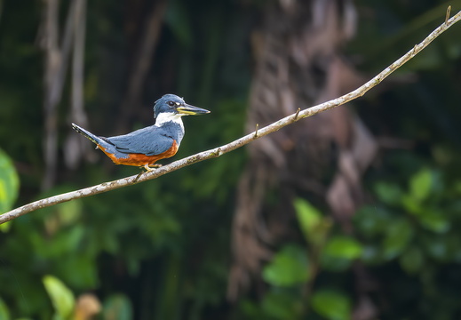 2025 Costa Rica Carara Mascaw Lodge Rotbrustfischer Bild03 web