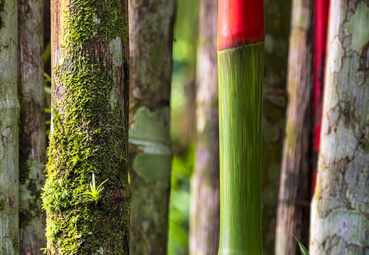 2025 Costa Rica Carara Mascaw Lodge Rotstiel-Palme Bild01 web