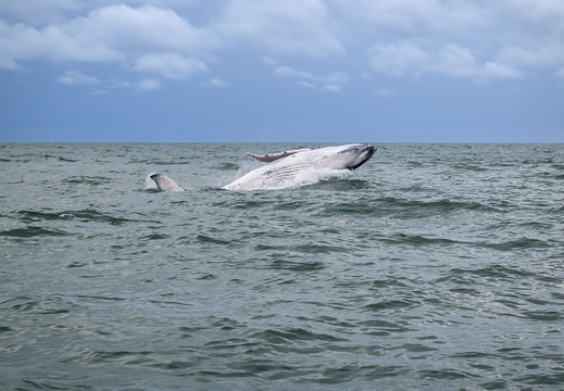 2025 Costa Rica Uvita Marino-Ballena-Nationalpark Buckelwal Humpback whale Bild21 web