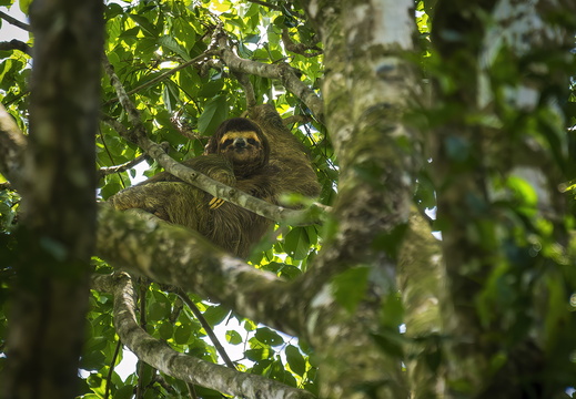 2025 Costa Rica Bahia Drake Corcovado Nationalpark Dreizehen-Faultier Bild02 web