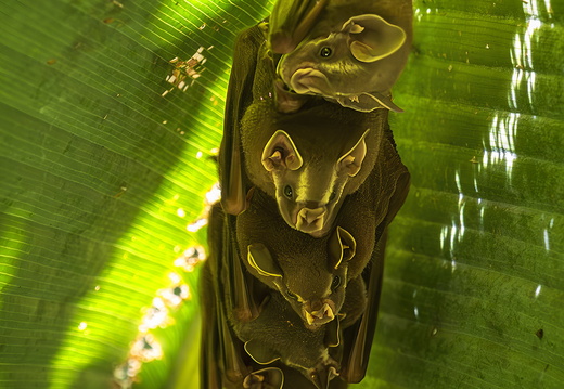 2025 Costa Rica Bahia Drake Corcovado Nationalpark Gemeine Zeltfledermaus Bild02 web