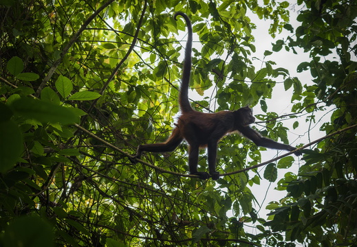 2025 Costa Rica Bahia Drake Corcovado Nationalpark Greifschwanzaffe Bild01 web