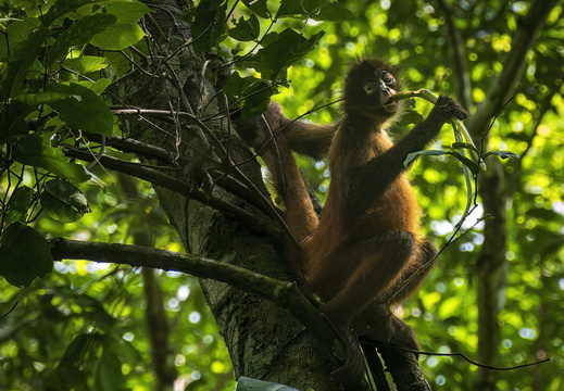2025 Costa Rica Bahia Drake Corcovado Nationalpark Greifschwanzaffe Bild07 web