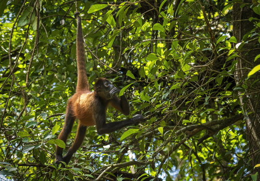 2025 Costa Rica Bahia Drake Corcovado Nationalpark Greifschwanzaffe Bild08 web