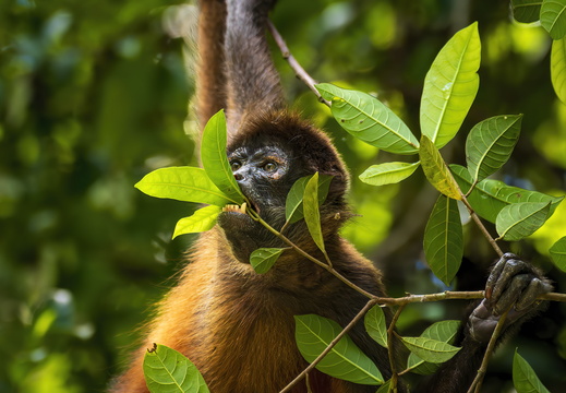 2025 Costa Rica Bahia Drake Corcovado Nationalpark Greifschwanzaffe Bild09 web