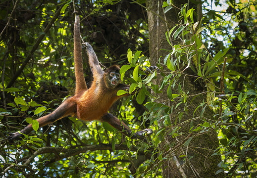 2025 Costa Rica Bahia Drake Corcovado Nationalpark Greifschwanzaffe Bild10 web