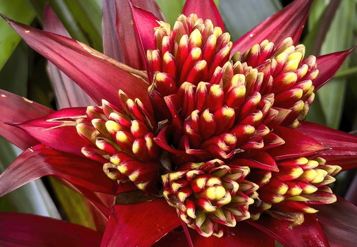 2025 Costa Rica Bahia Drake Guzmania Bromelie Bild01 web