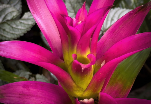2025 Costa Rica Bahia Drake Guzmania Bromelie Bild03 web