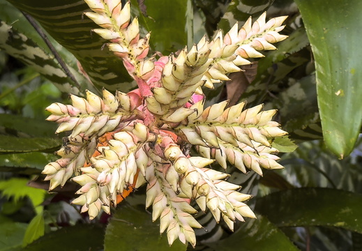 2025 Costa Rica Bahia Drake Lanzenrosette Bromelie Bild01 web