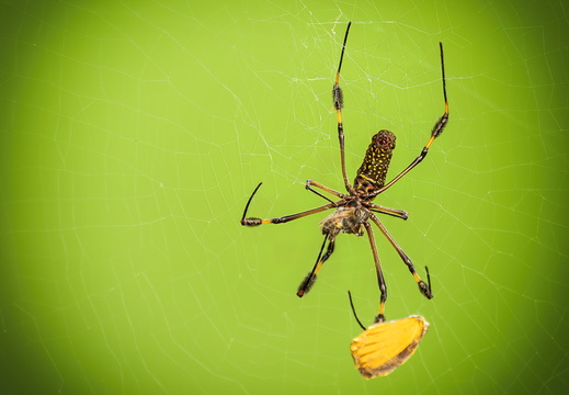 2025 Costa Rica Osa Peninsula Echte Radnetzspinne Bild01 web