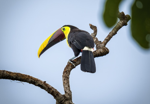 2025 Costa Rica Osa Peninsula Goldkehltukan Bild01 web