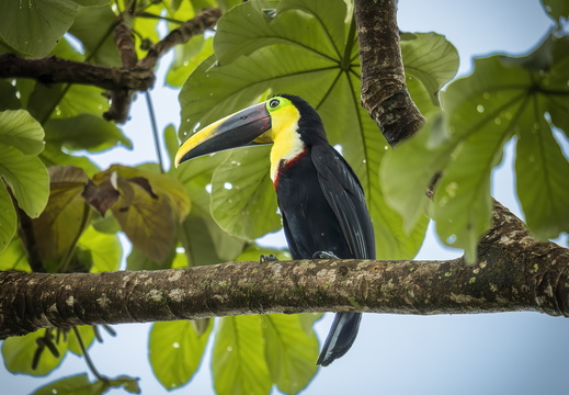 2025 Costa Rica Osa Peninsula Goldkehltukan Bild02 web