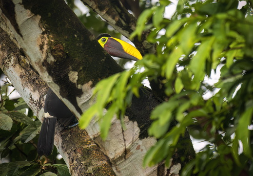 2025 Costa Rica Osa Peninsula Goldkehltukan Bild03 web