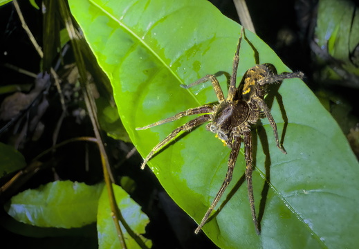 2025 Costa Rica Osa Peninsula Kammspinne Bild01 web
