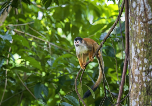 2025 Costa Rica Osa Peninsula Rotrücken-Totenkopfaffe Bild01 web