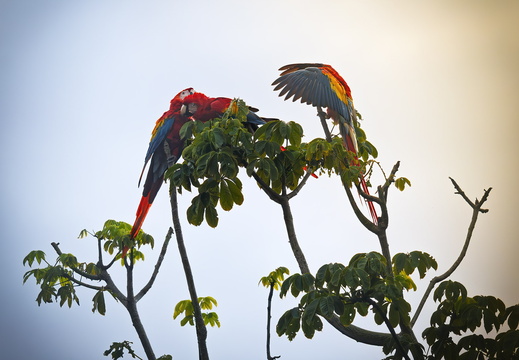 2025 Costa Rica Osa Peninsula Scharlachara Bild05 web