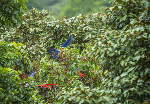 2025 Costa Rica Osa Peninsula Scharlachara Bild15 web