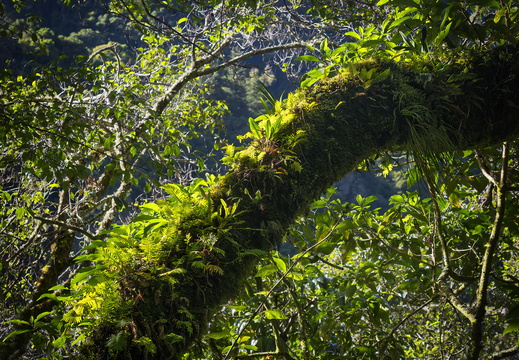 2025 Costa Rica Parque Nacional Los Quetzales Bild04 web