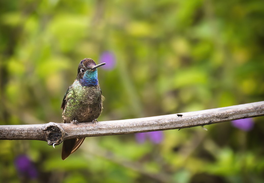 2025 Costa Rica Parque Nacional Los Quetzales Glitzerbrillant-Kolibri Bild01 web