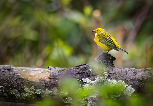 2025 Costa Rica Parque Nacional Los Quetzales Silberkehltangare Bild01 web